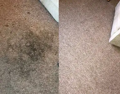 Eco Carpet Cleaning Before & After