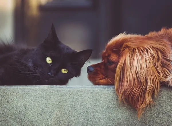 Carpet & Upholstery Pet Odour Removal Rickmansworth